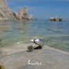 anello a forma di delfino